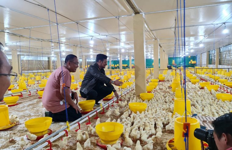 Kabupaten Gowa Jadi Lokasi Pengembangan Peternakan Ayam Broiler