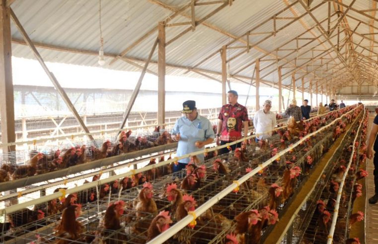 Sektor Peternakan di Kabupaten Gowa Dinilai Berpotensi Besar